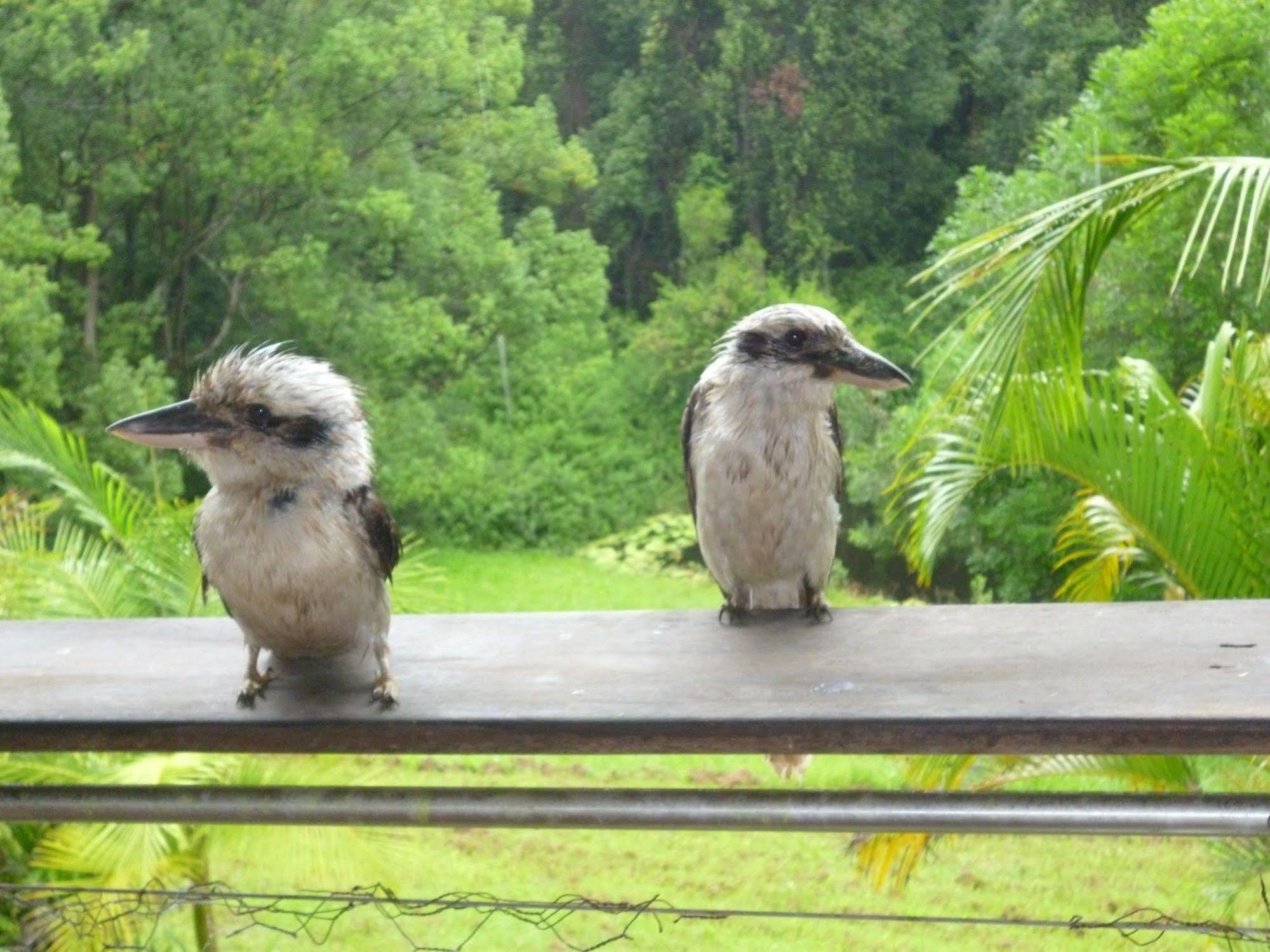 Teretre Cabins Nimbin Villa Dış mekan fotoğraf